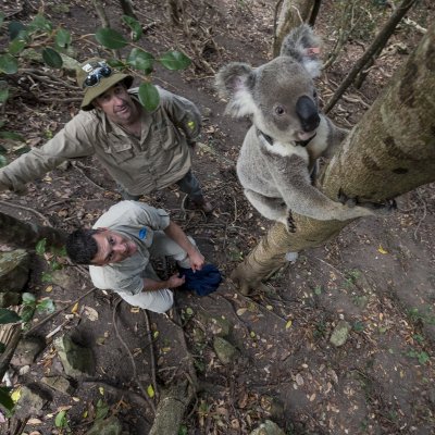 San Diego Zoo ambassador Ric Schwartz and UQ’s Dr Bill Ellis with a koala participating in the radio tracking study.  Credit: Ken Bohn – San Diego Zoo. 